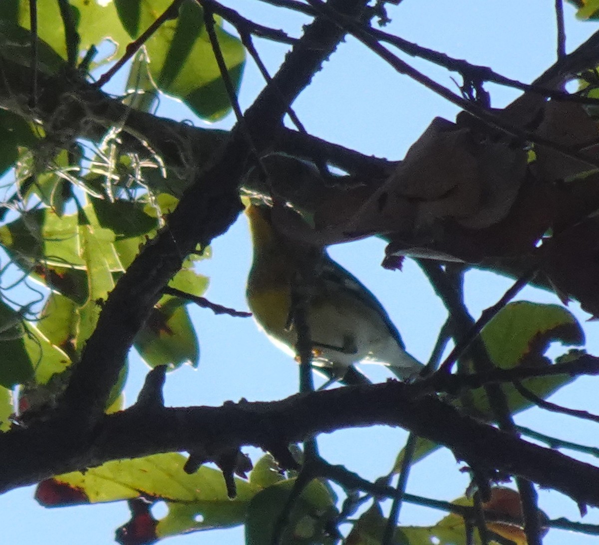 lesňáček lišejníkový - ML631441513