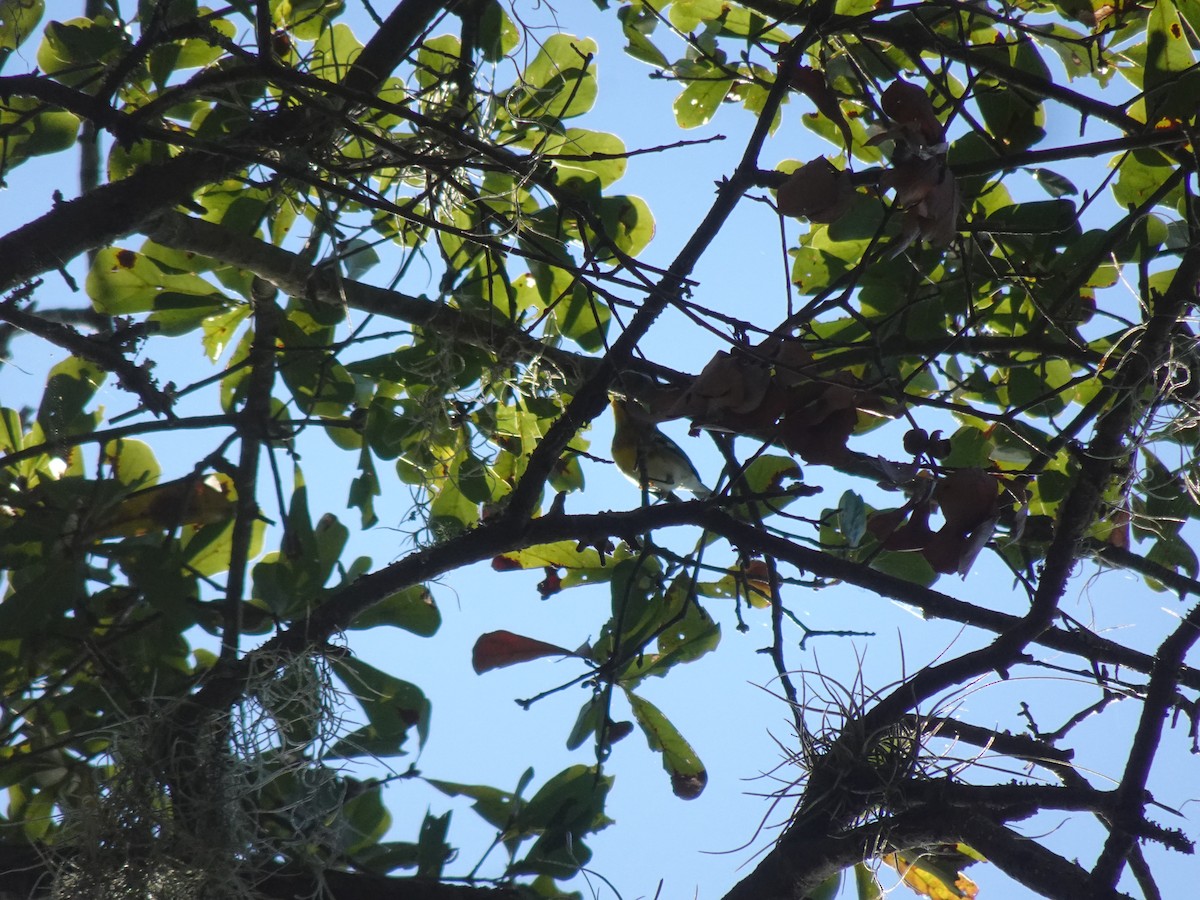 lesňáček lišejníkový - ML631441514