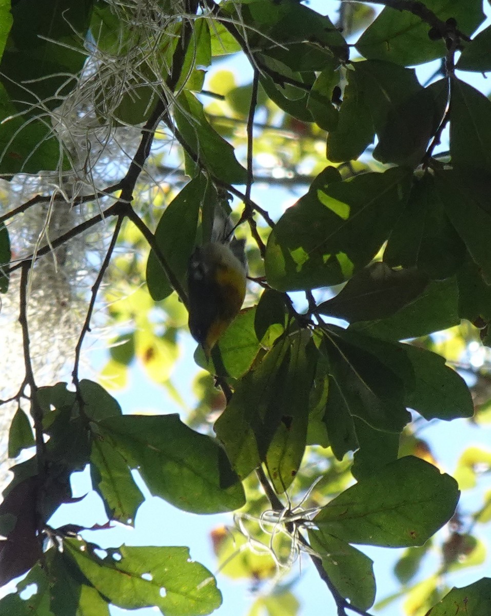 lesňáček lišejníkový - ML631441527