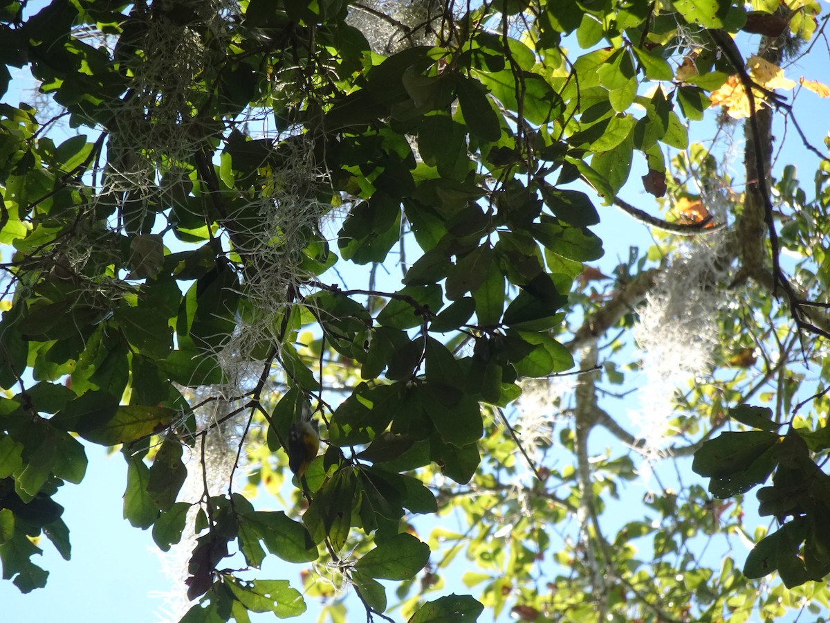 lesňáček lišejníkový - ML631441528