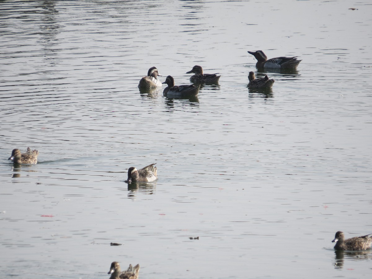 Garganey - ML631441551