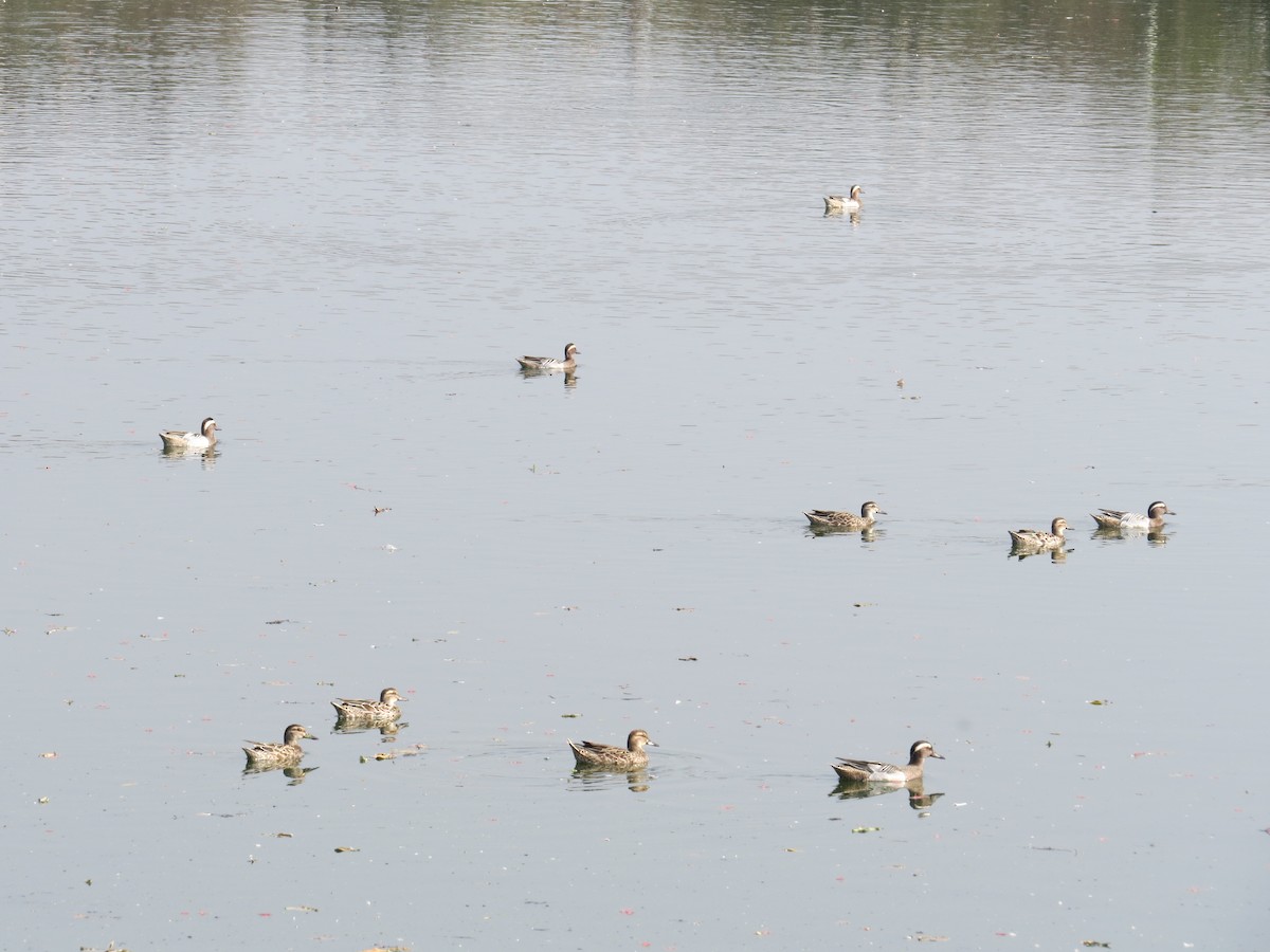 Garganey - ML631441563