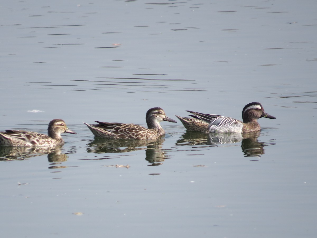 Garganey - ML631441574