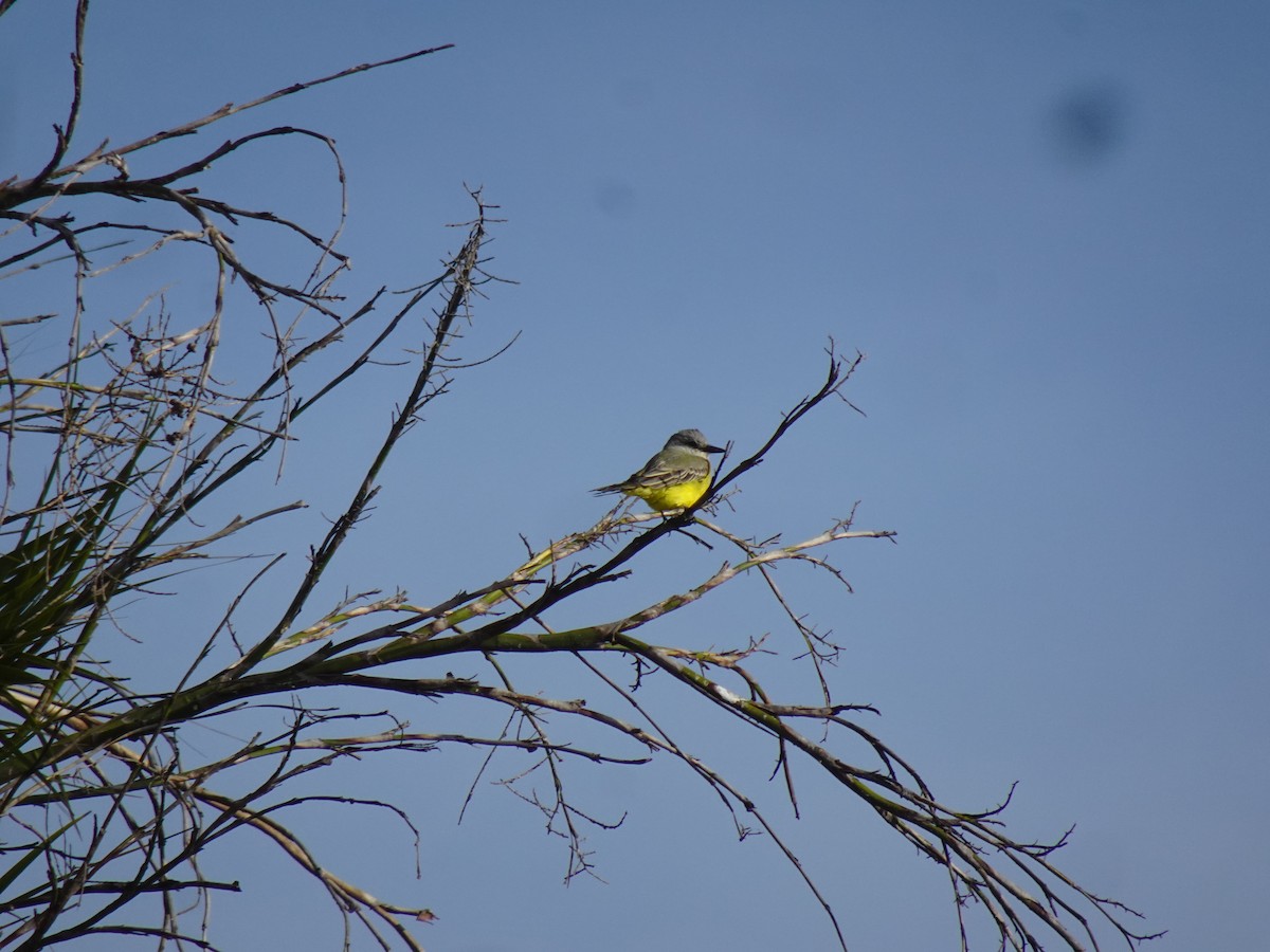 Tropical Kingbird - ML631441583