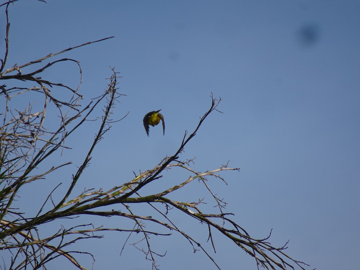 Tropical Kingbird - ML631441588