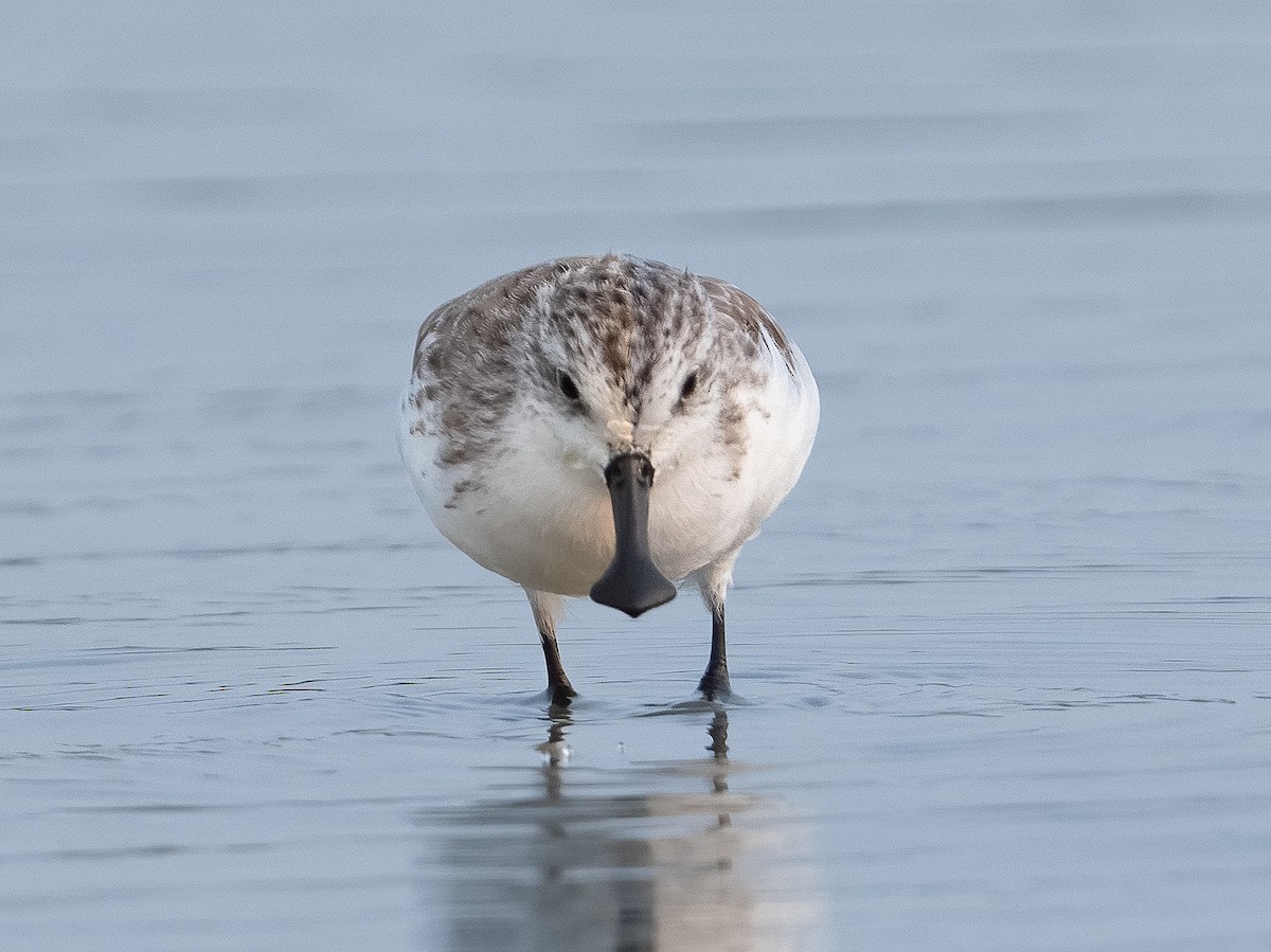 ヘラシギ - ML631441635