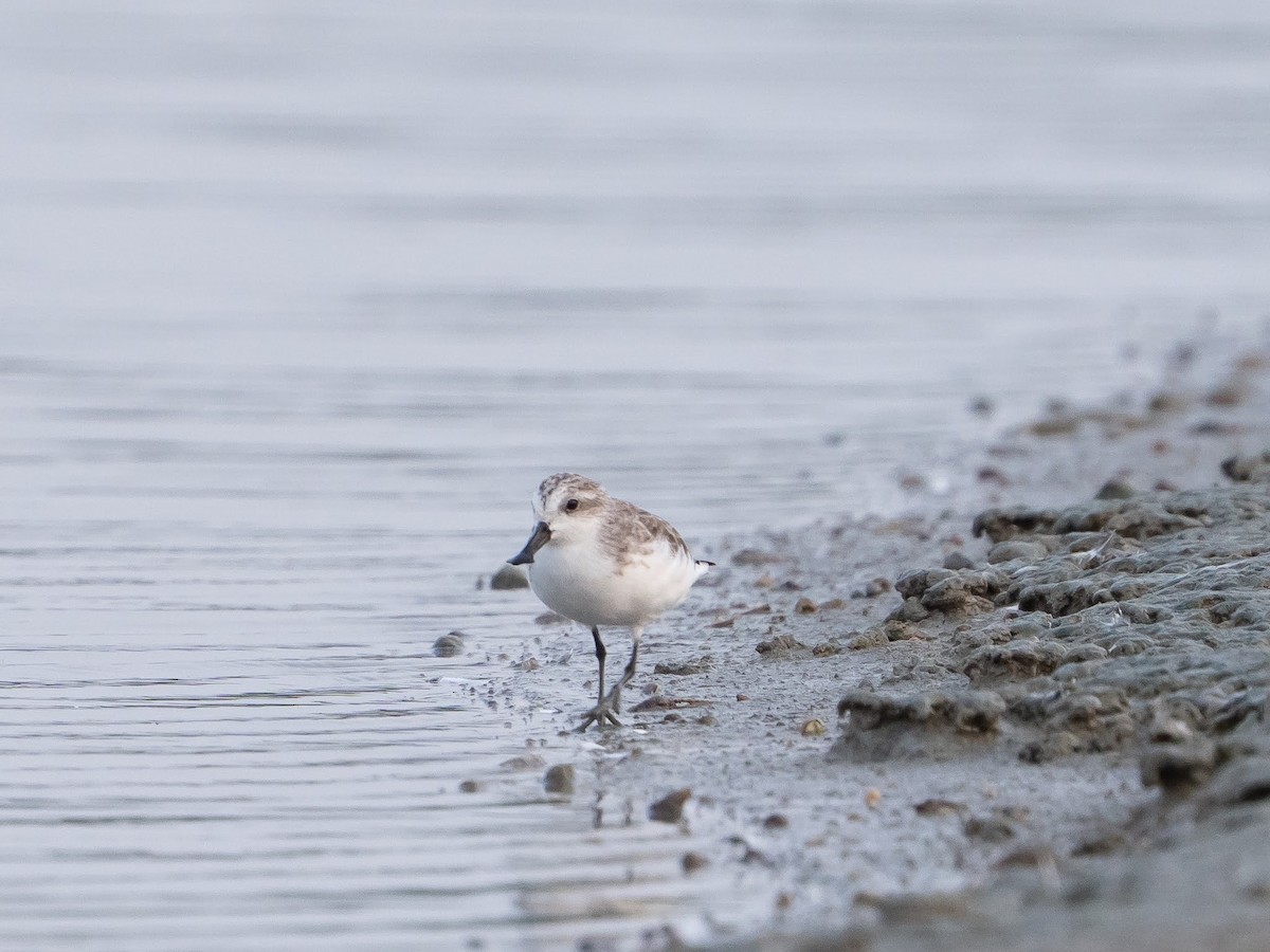 ヘラシギ - ML631441636