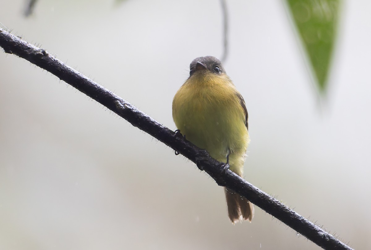 Handsome Flycatcher - ML631441692