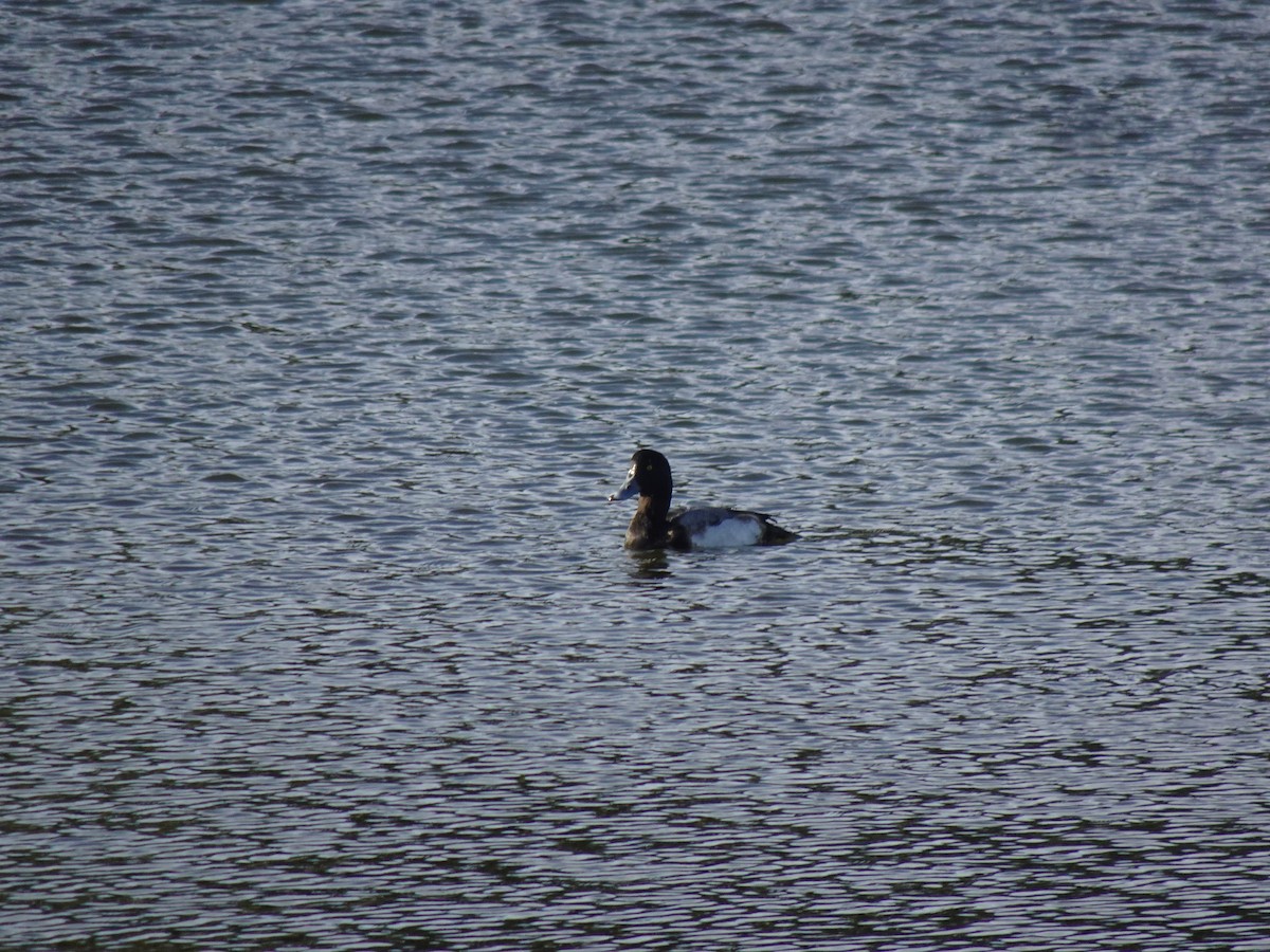 polák kaholka - ML631441732