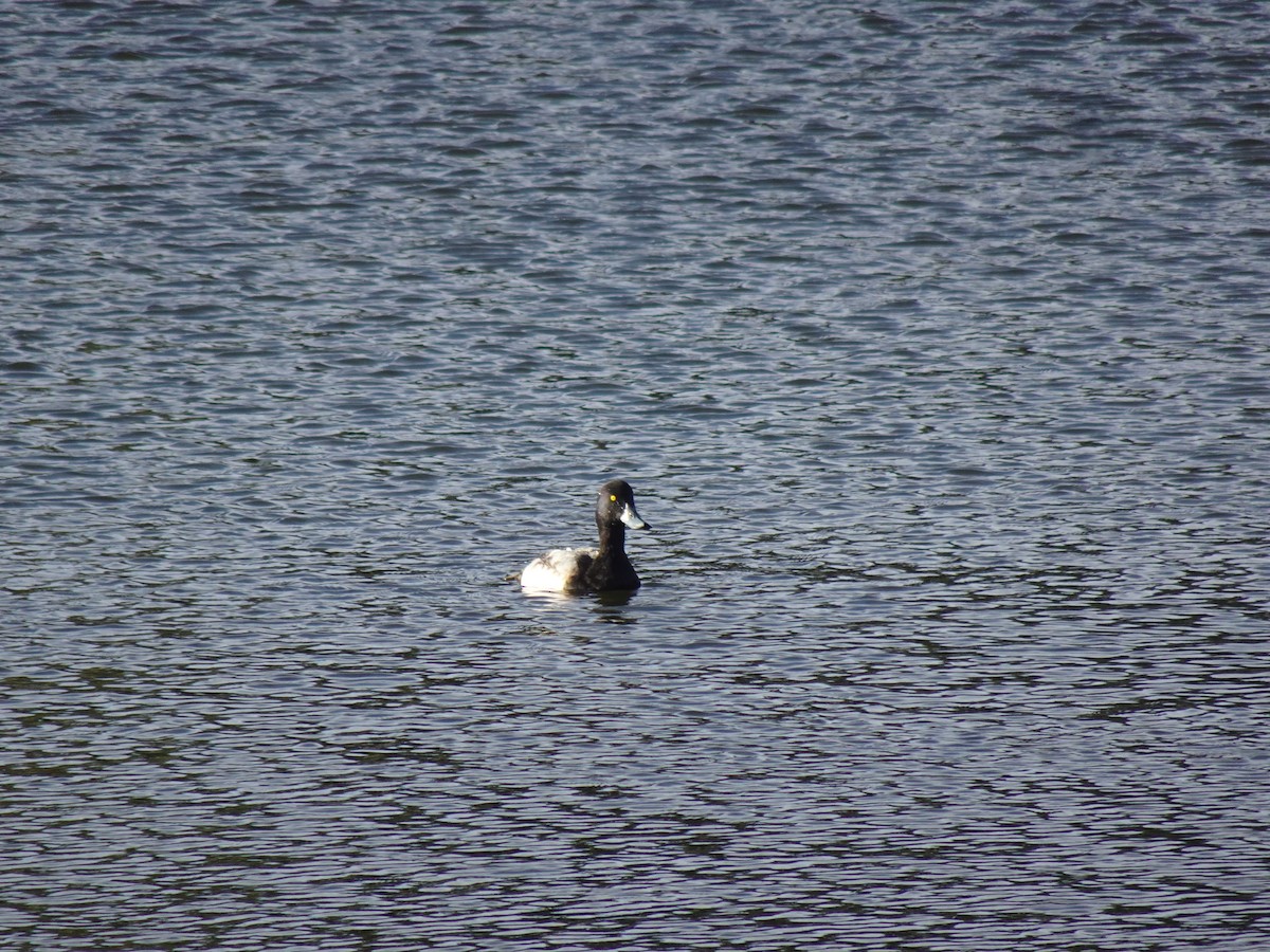 polák kaholka - ML631441734