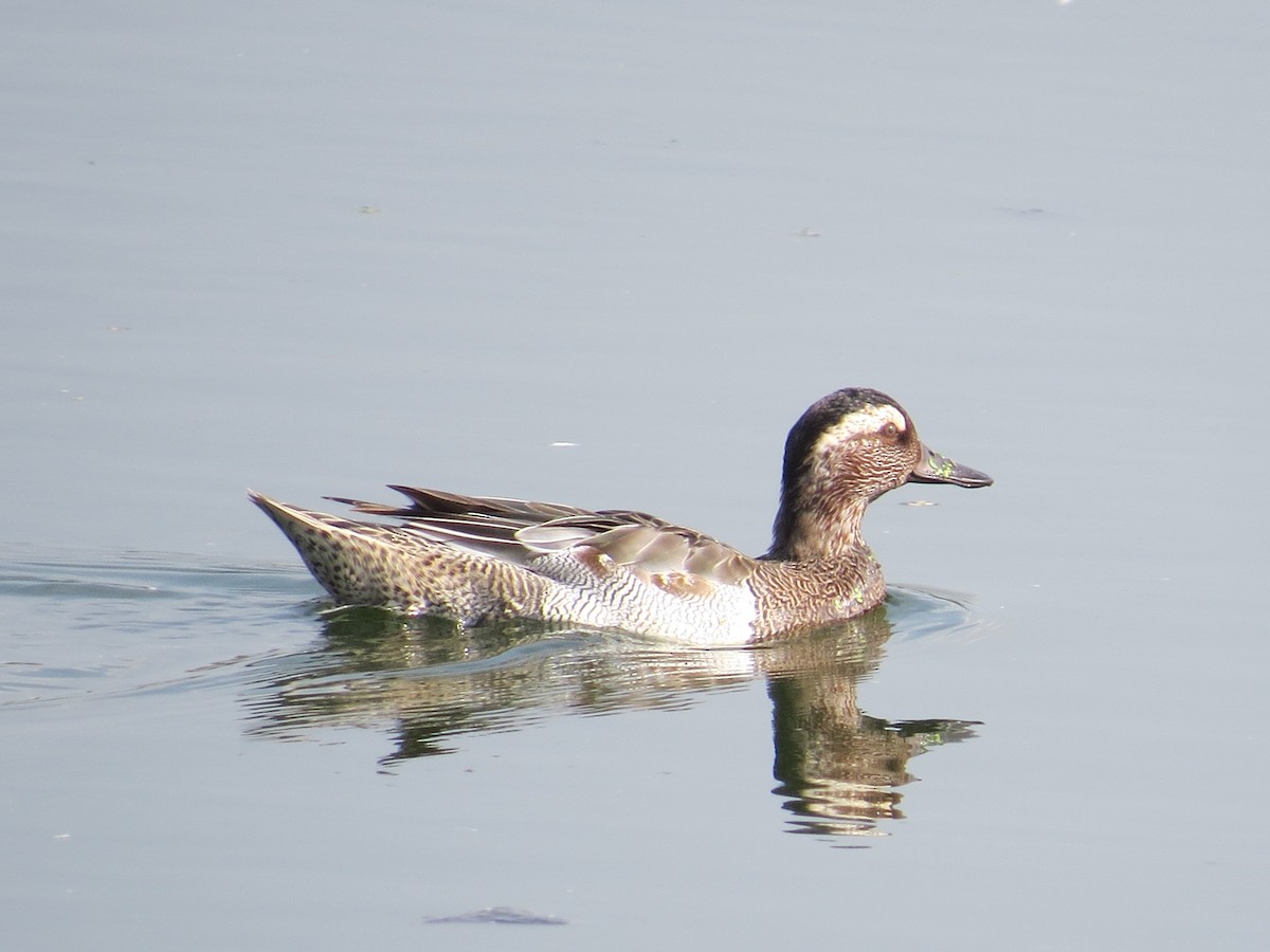 Garganey - ML631441754