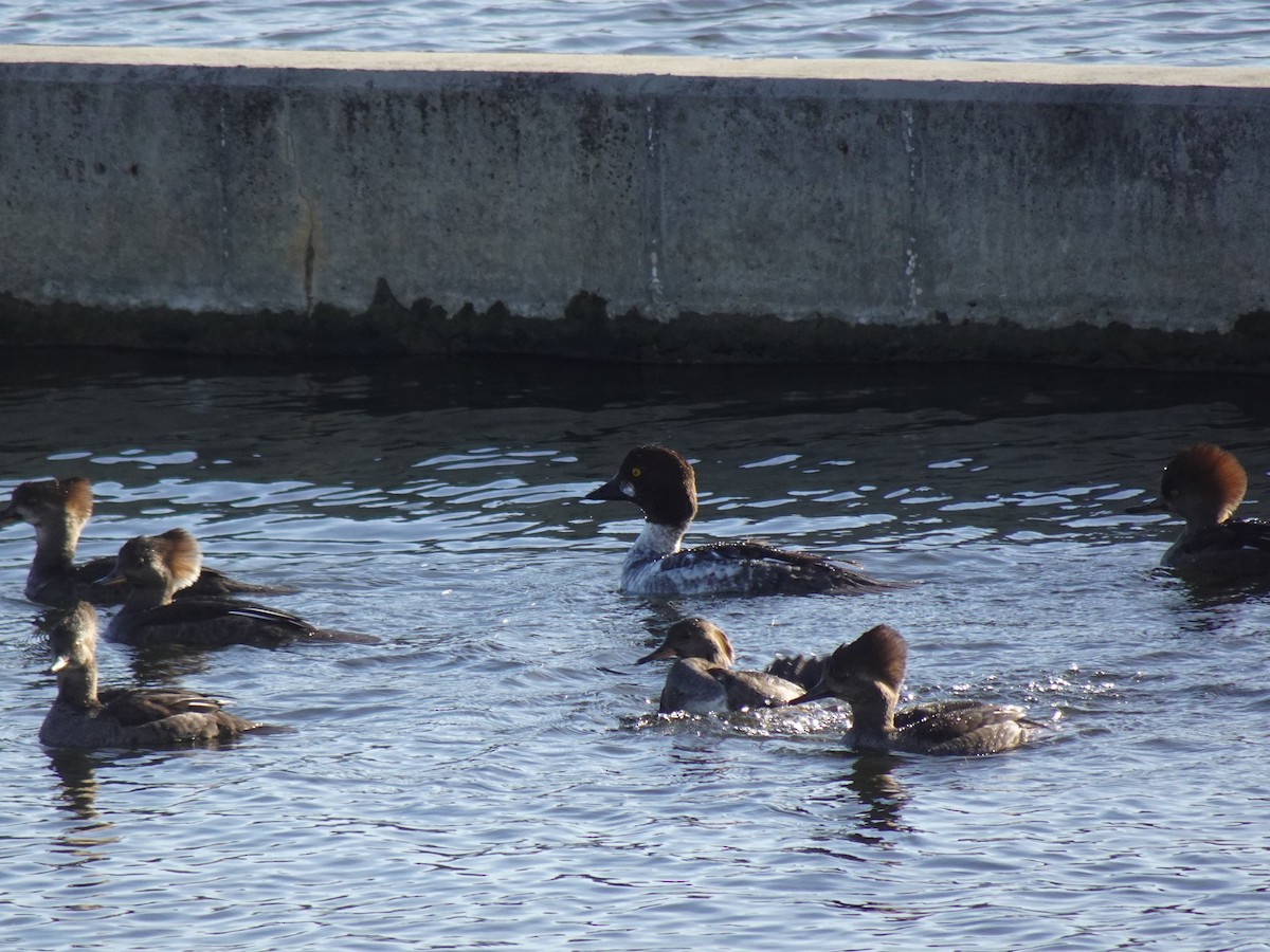 hohol severní - ML631441757