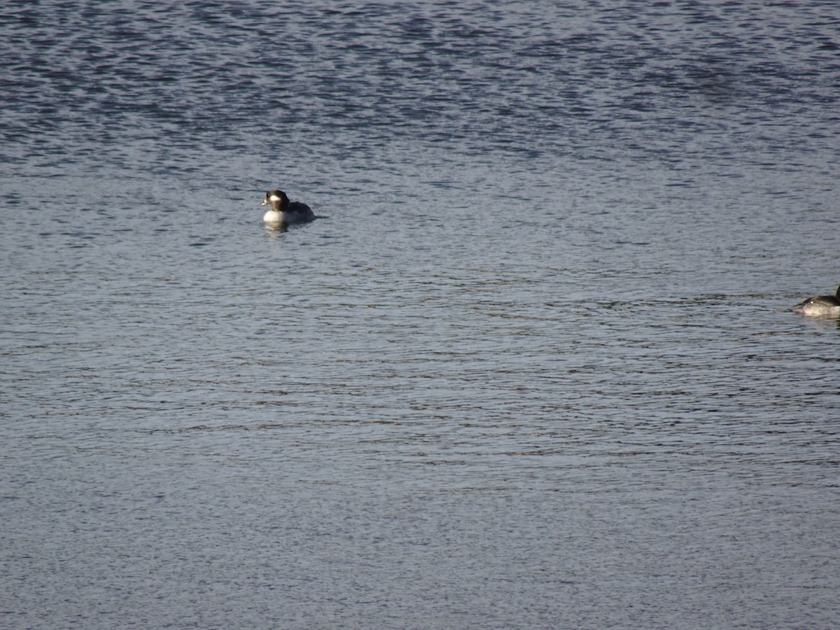 hohol bělavý - ML631441774