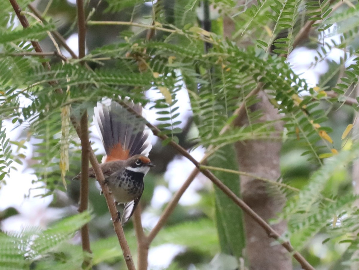 Arafura Fantail - ML631441776
