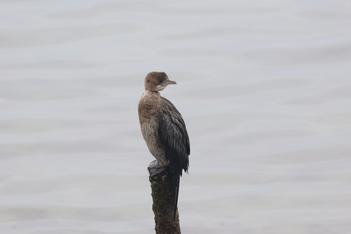 Pygmy Cormorant - ML631441796