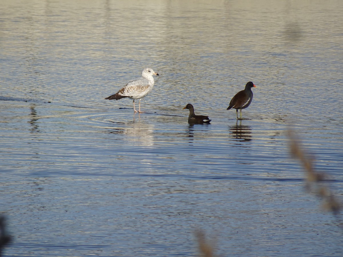 racek kroužkozobý - ML631441797