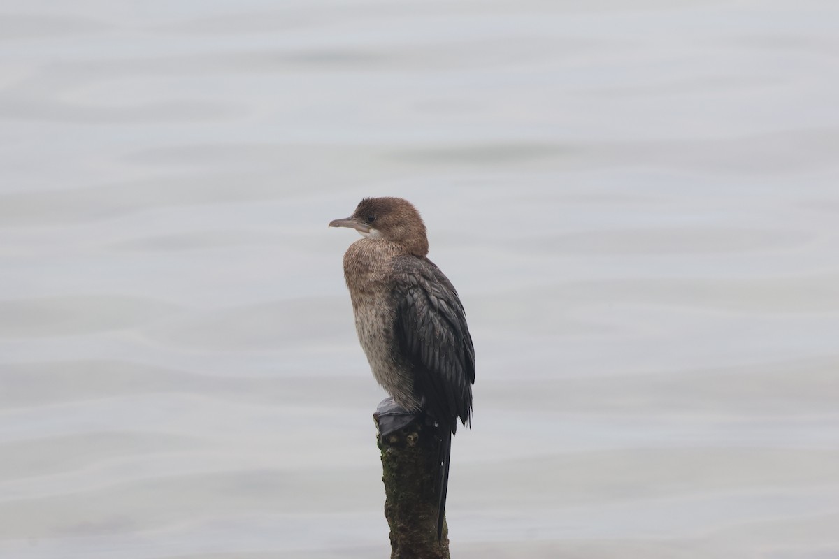 Pygmy Cormorant - ML631441804