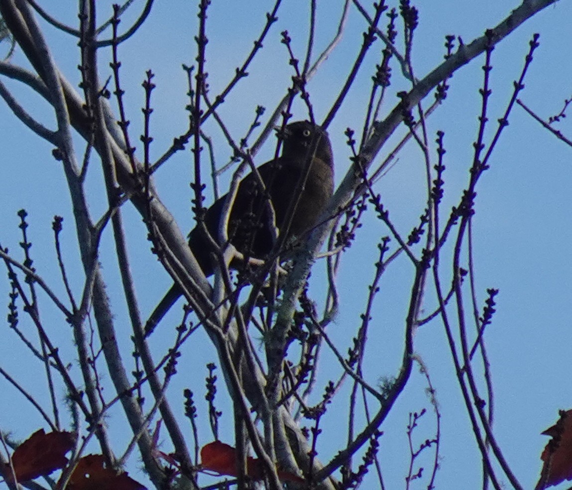 Rusty Blackbird - ML631441859