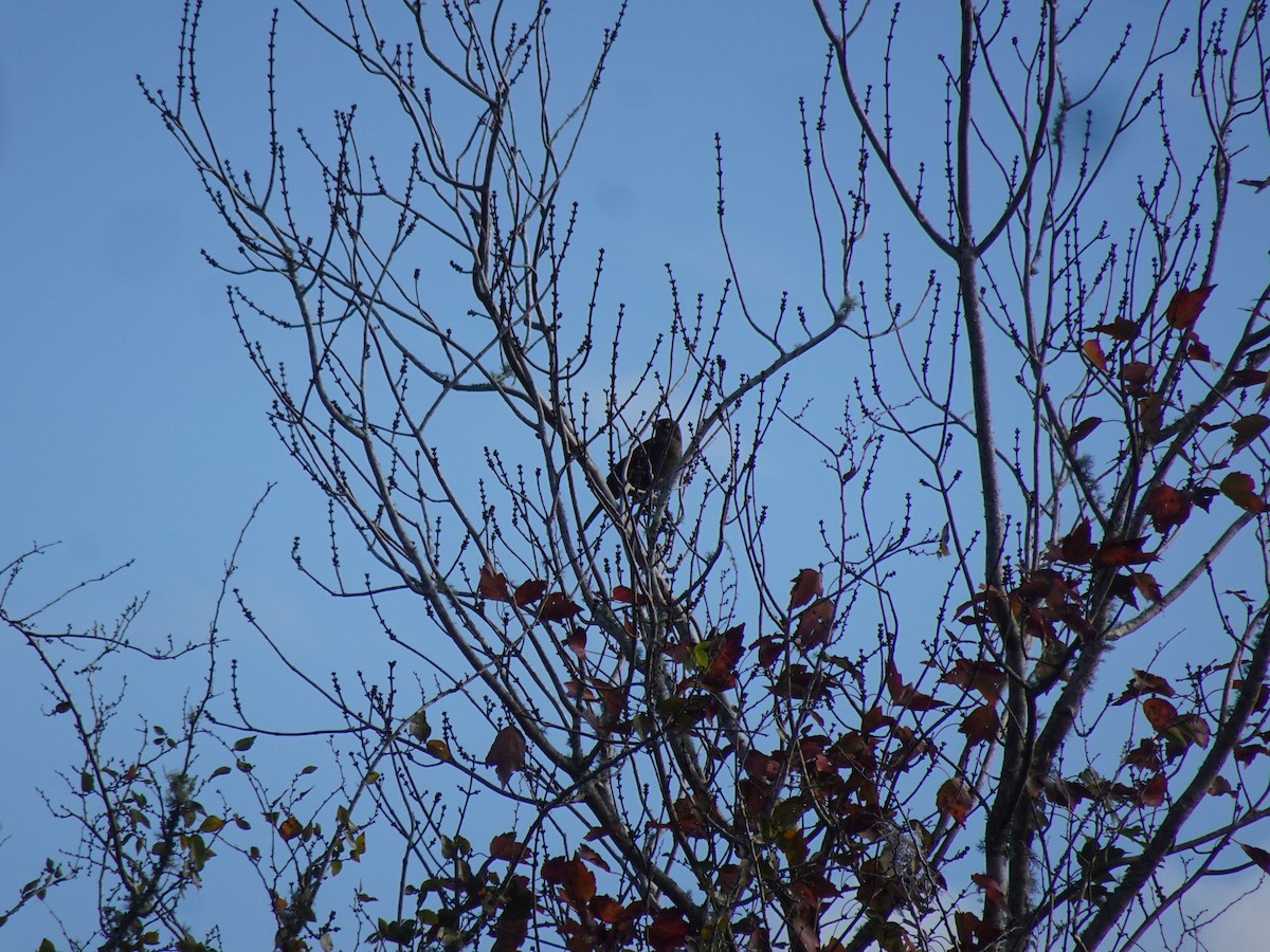 Rusty Blackbird - ML631441860