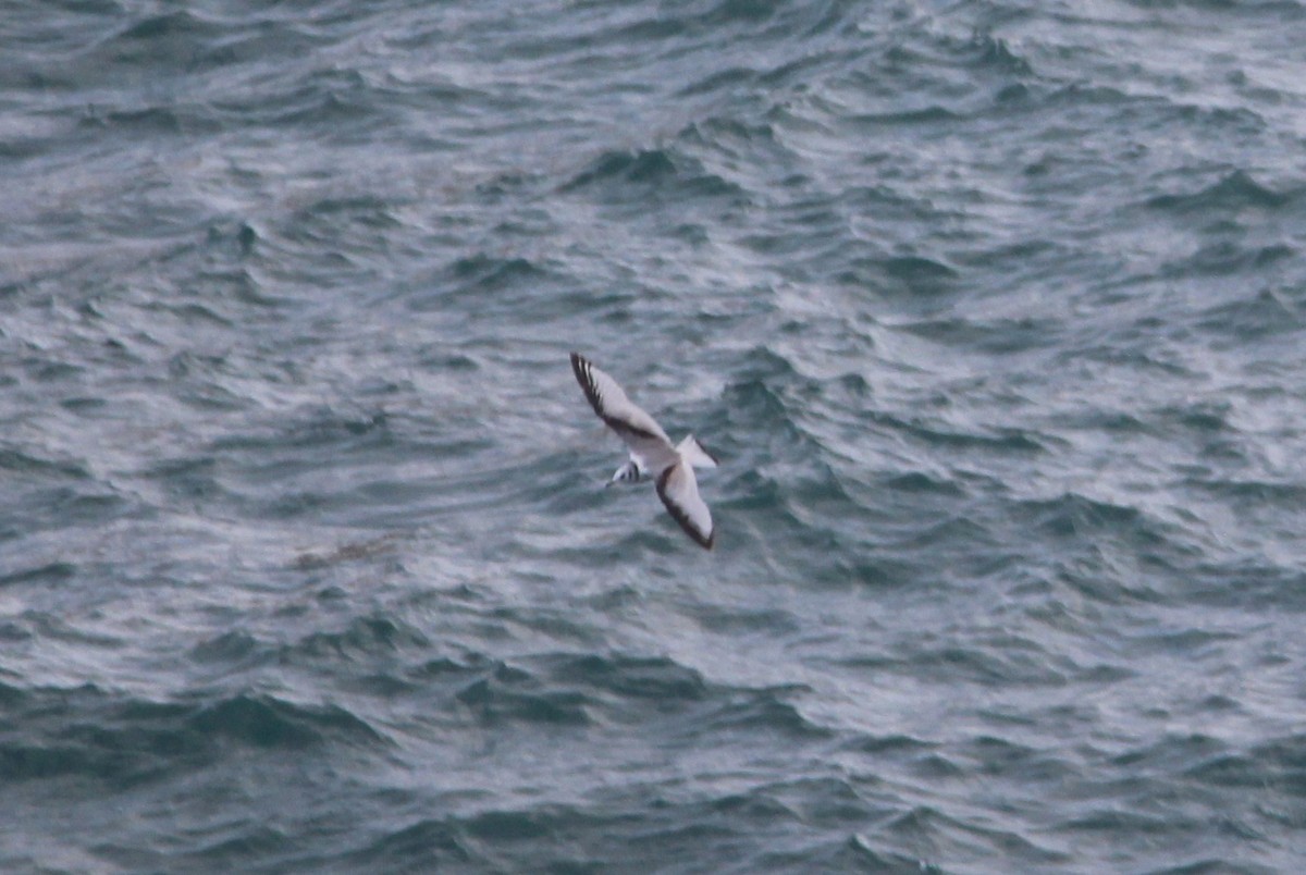 Black-legged Kittiwake - ML631441869