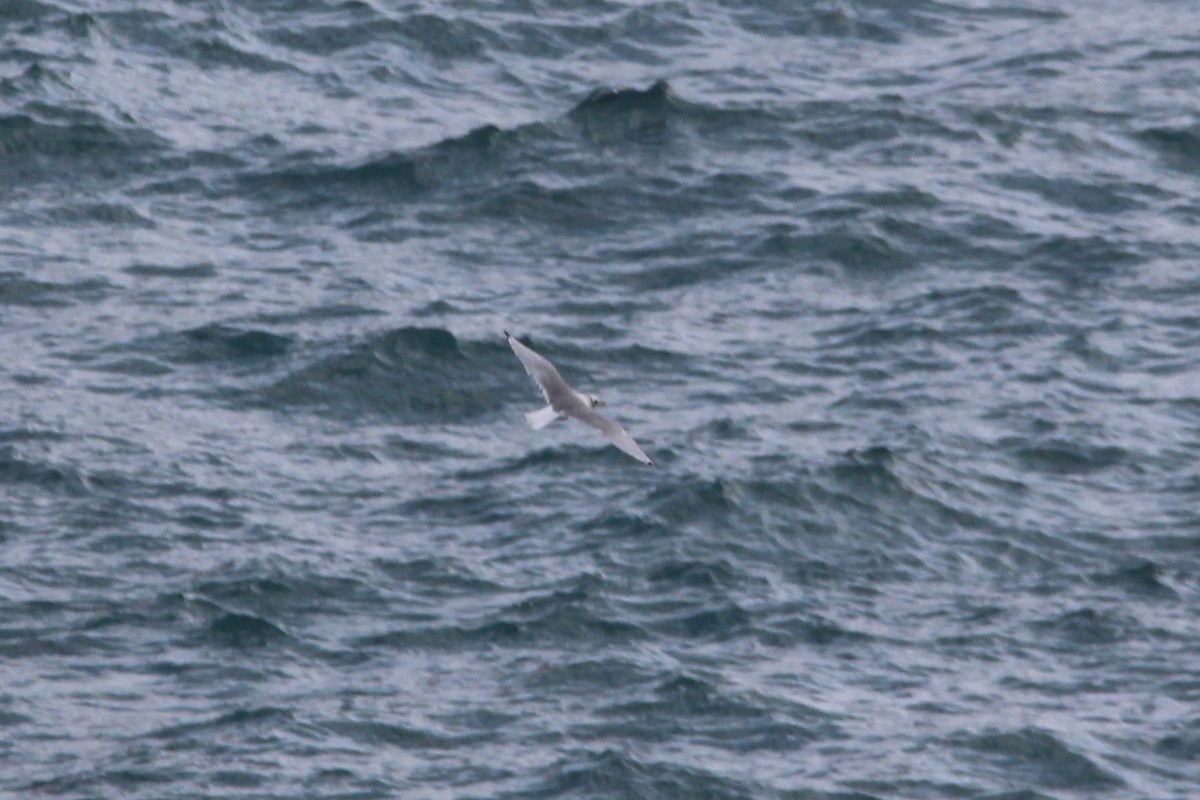 Black-legged Kittiwake - ML631441870