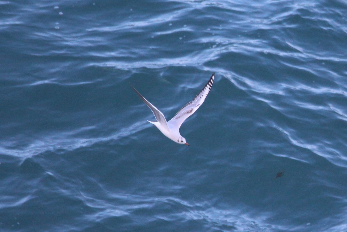 Black-headed Gull - ML631441875