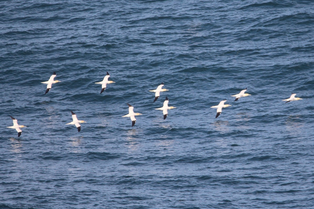 Northern Gannet - ML631441883