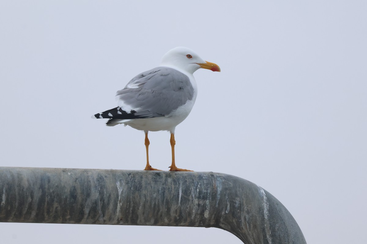 Yellow-legged Gull - ML631441901