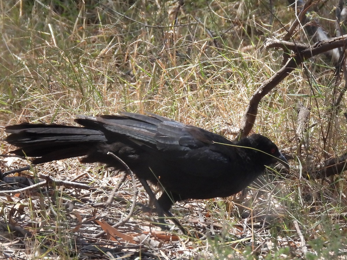 White-winged Chough - ML631441902