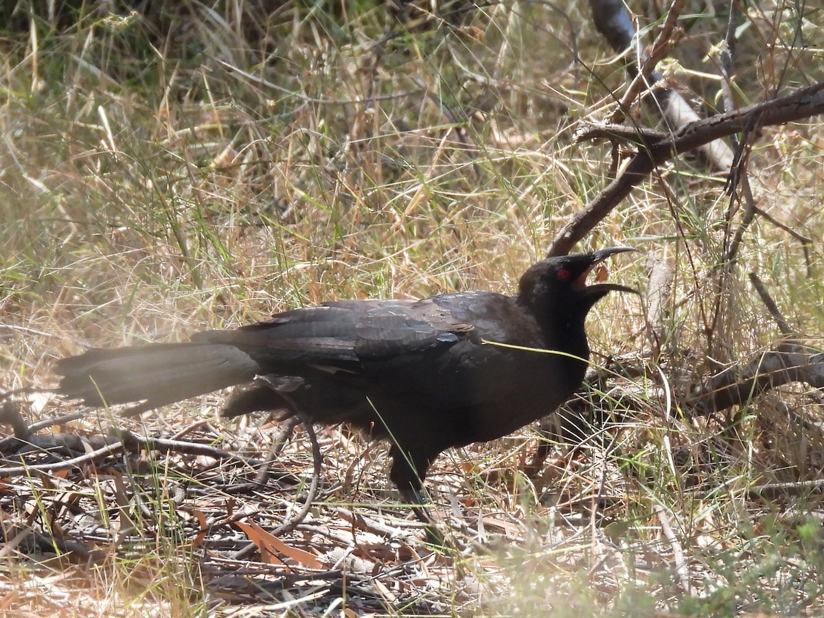 White-winged Chough - ML631441903