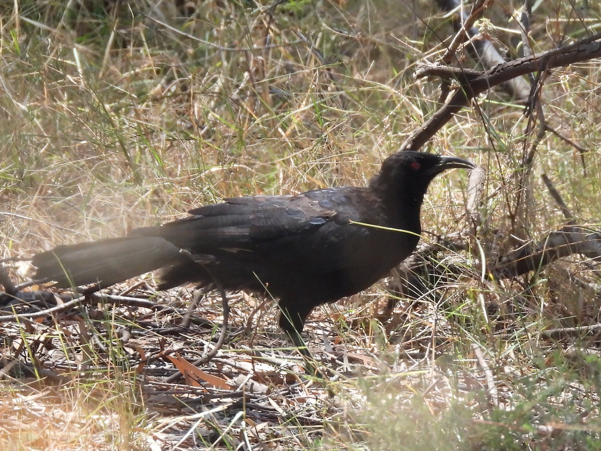 White-winged Chough - ML631441904