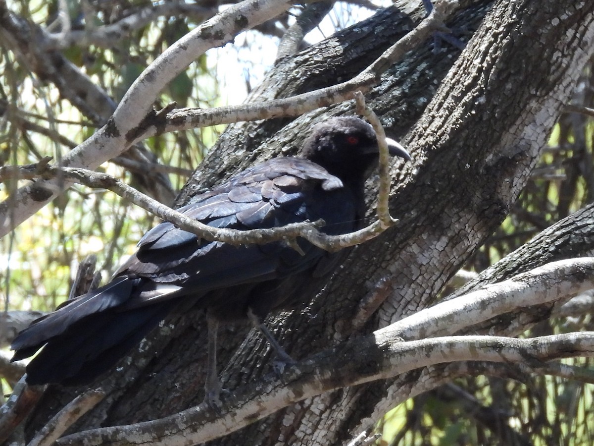 White-winged Chough - ML631441905