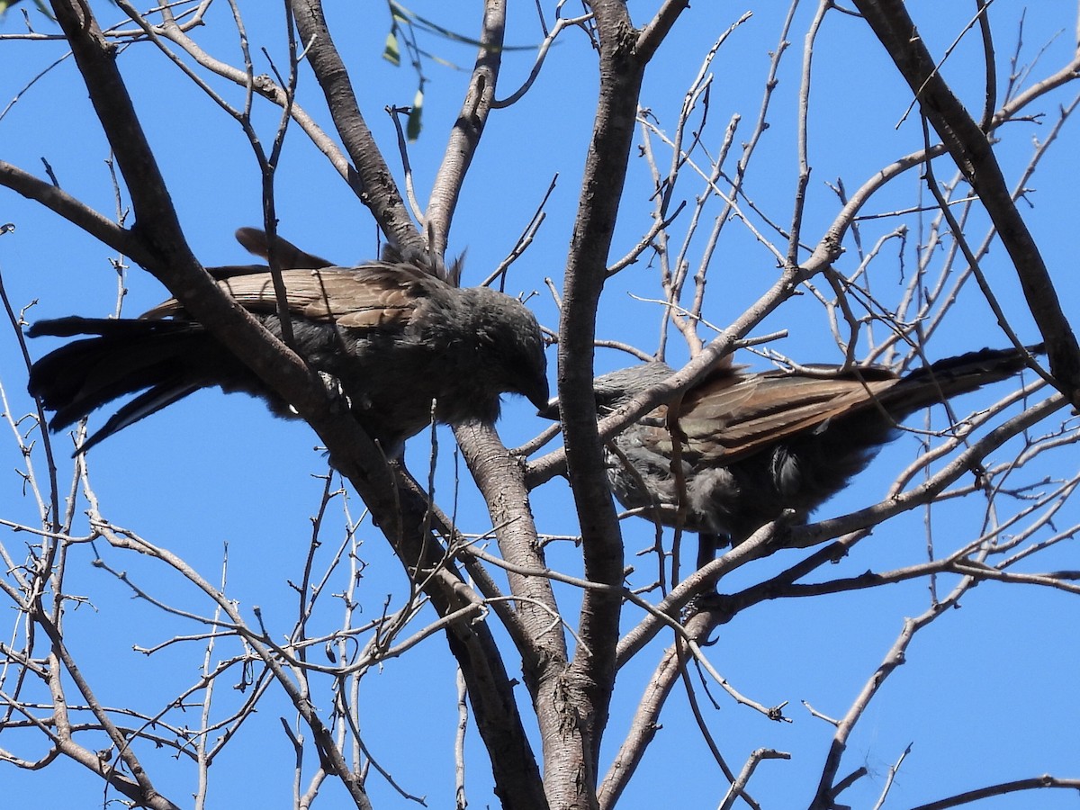 Apostlebird - ML631441907