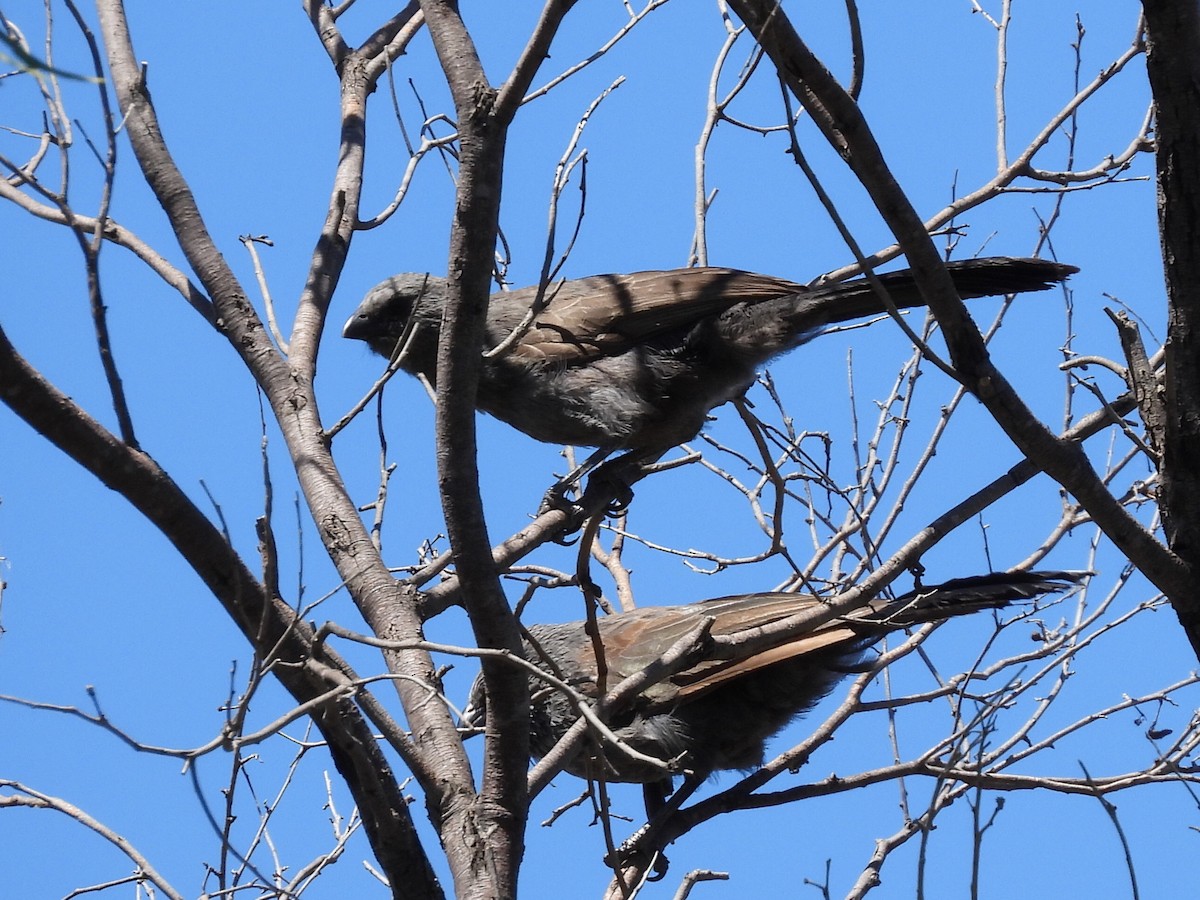 Apostlebird - ML631441908