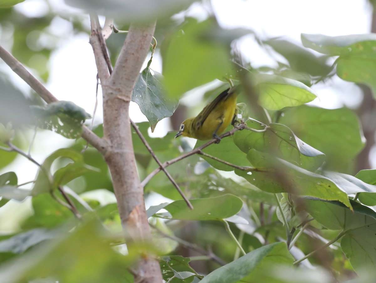 Australian Yellow White-eye - ML631441913