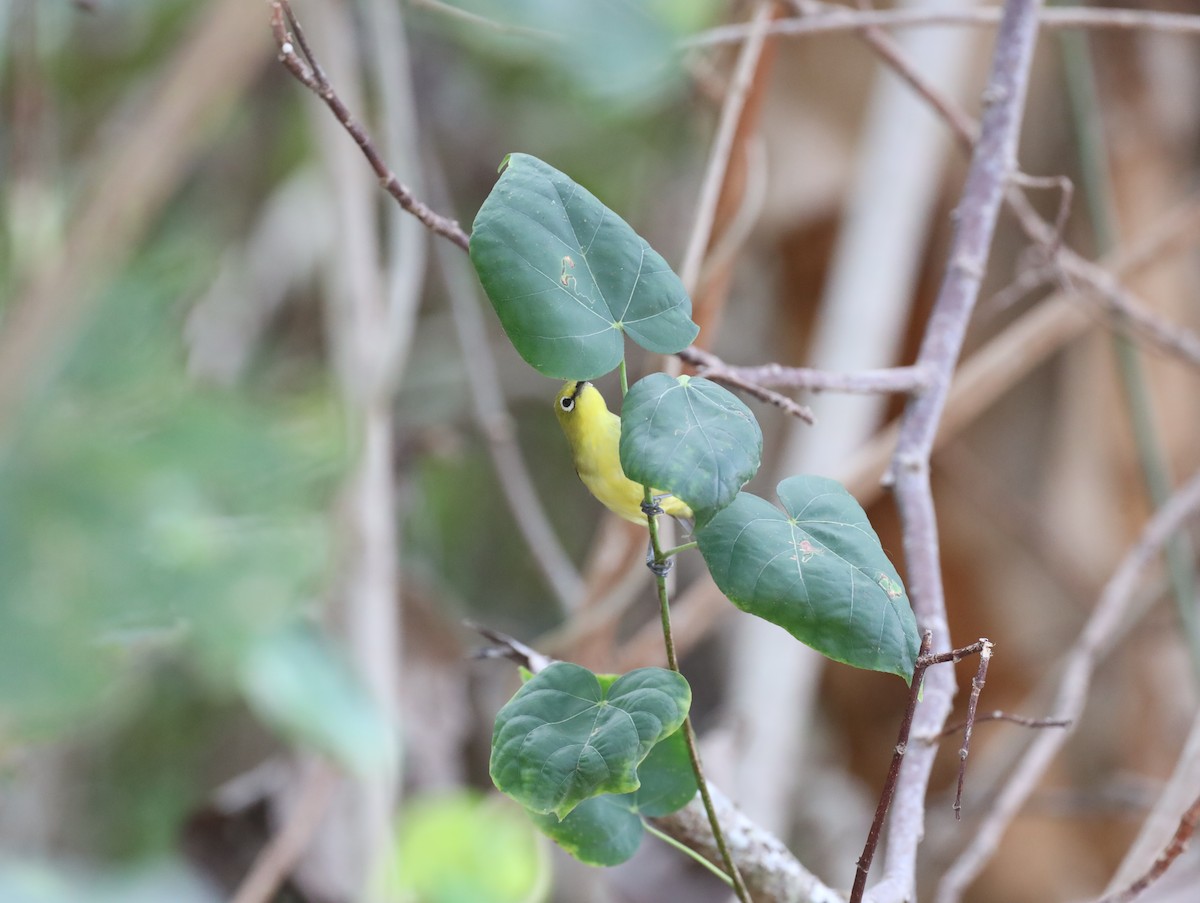 Australian Yellow White-eye - ML631441914