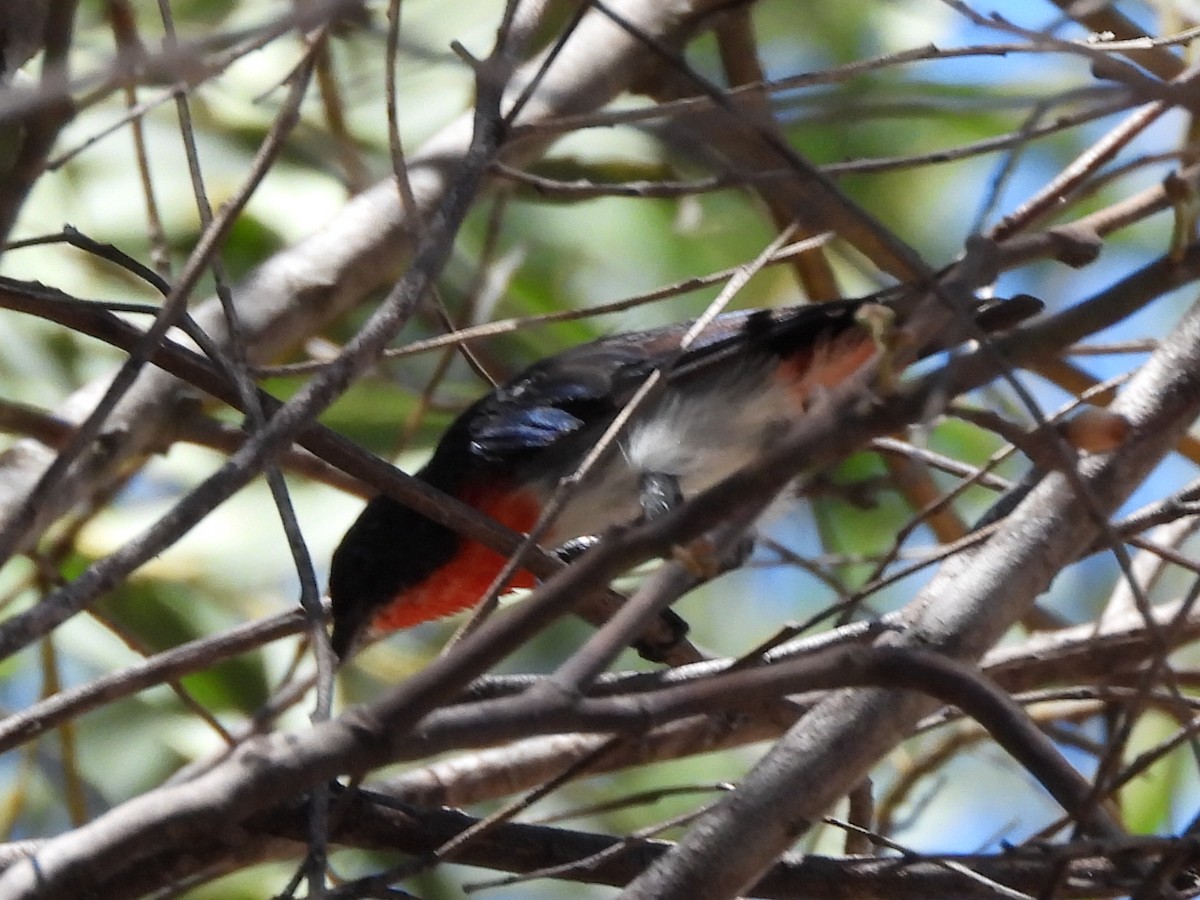 Mistletoebird - ML631441915