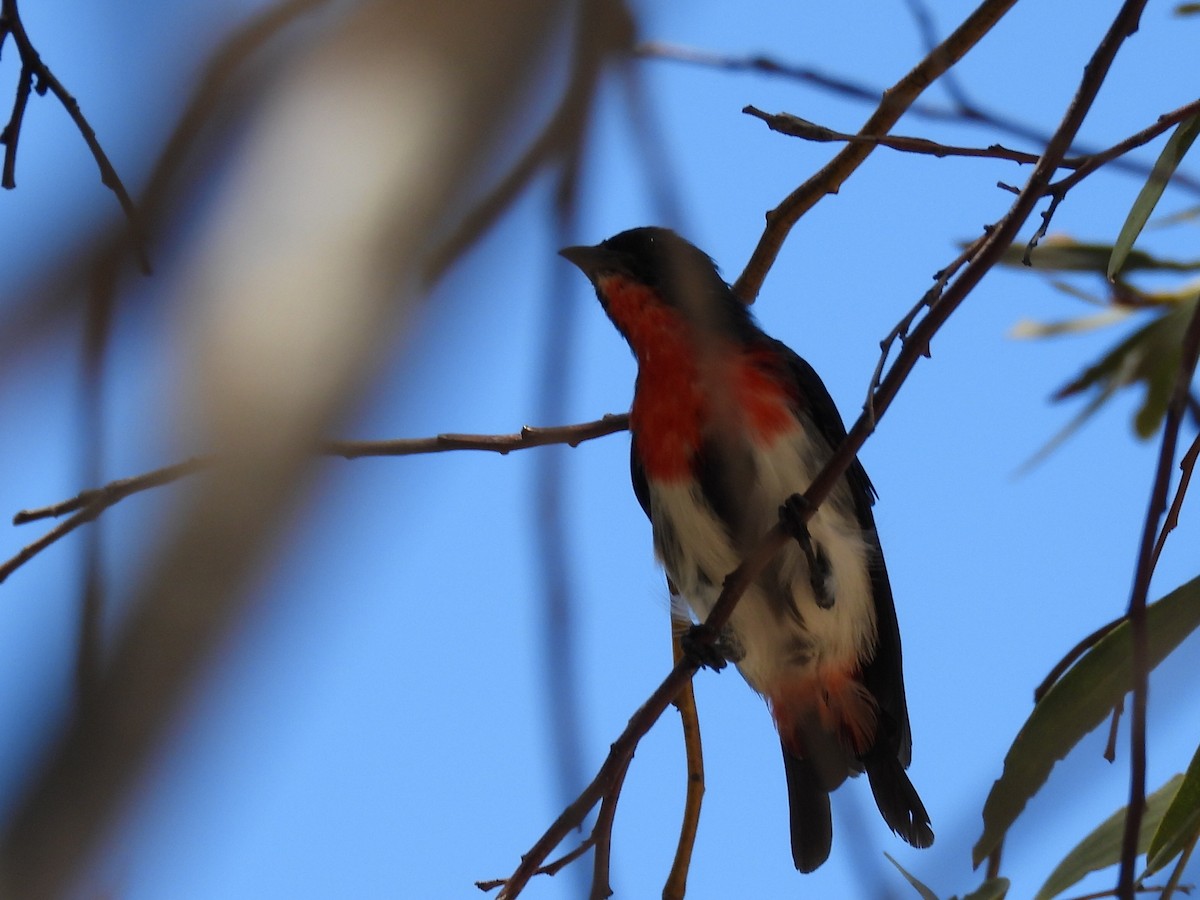 Mistletoebird - ML631441916