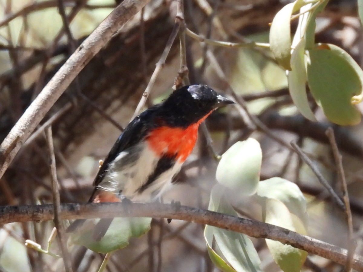 Mistletoebird - ML631441917