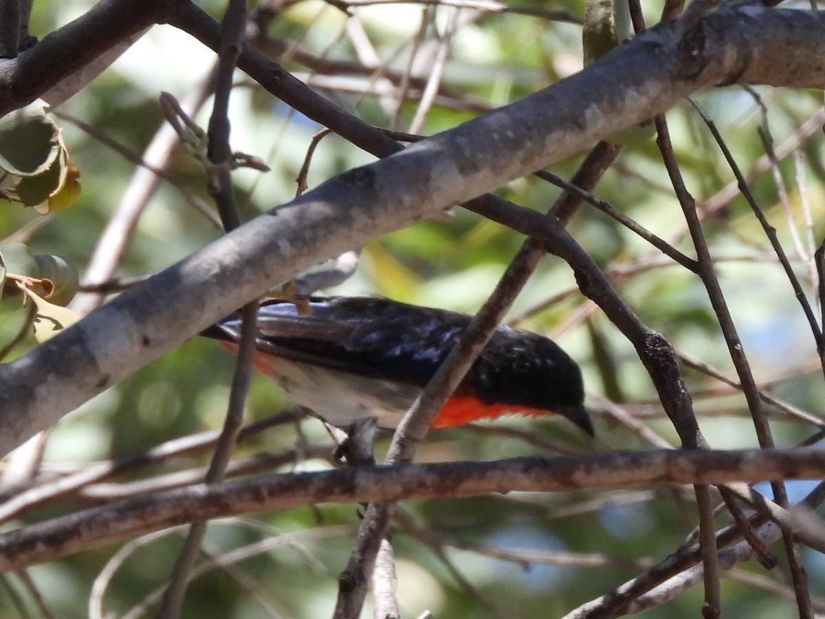Mistletoebird - ML631441921