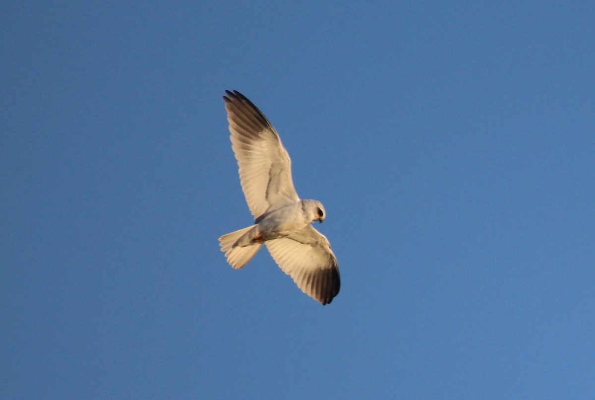 Black-winged Kite - ML631442154