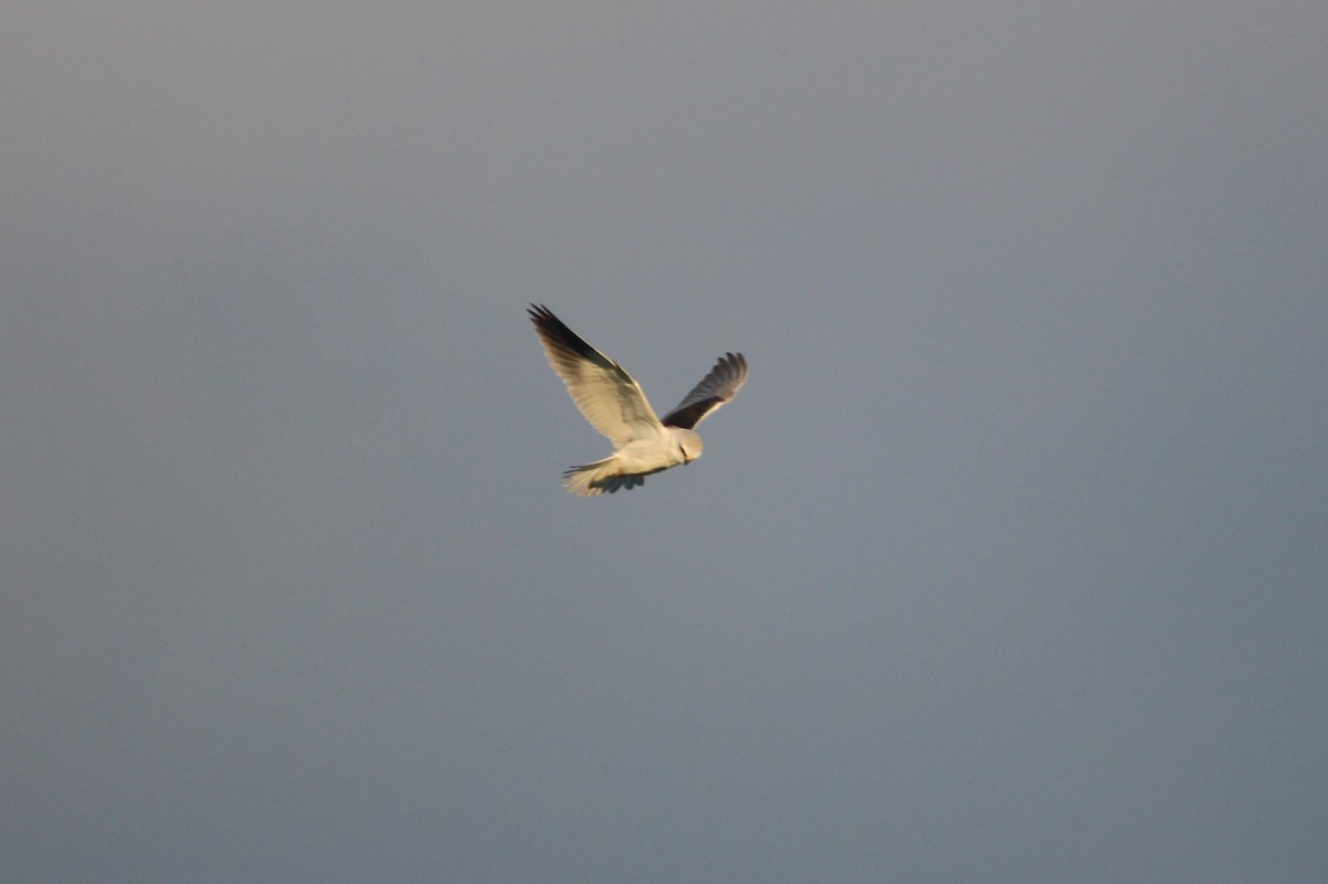 Black-winged Kite - ML631442155