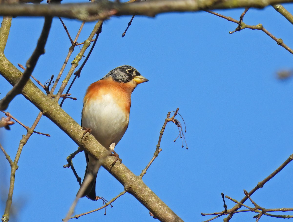 Brambling - ML631442206