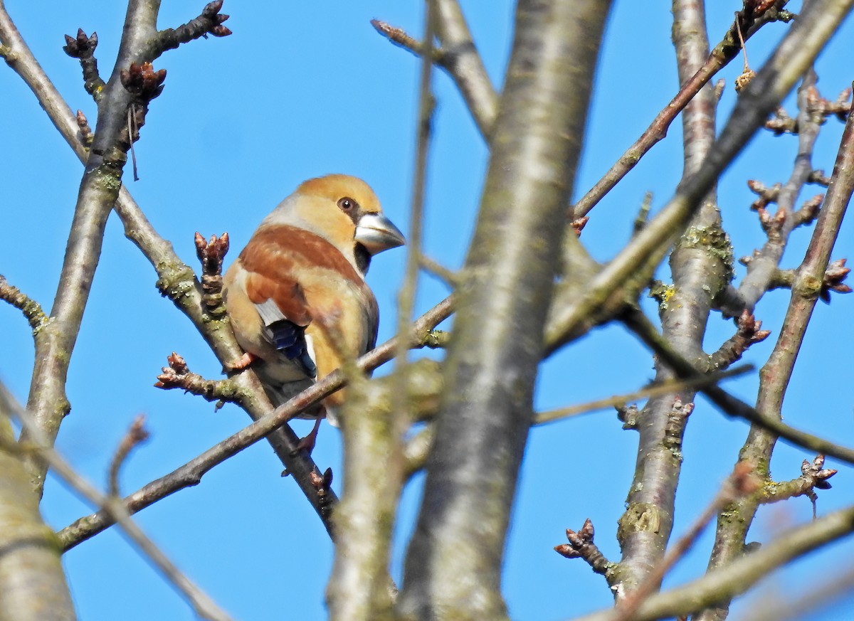 Hawfinch - ML631442219
