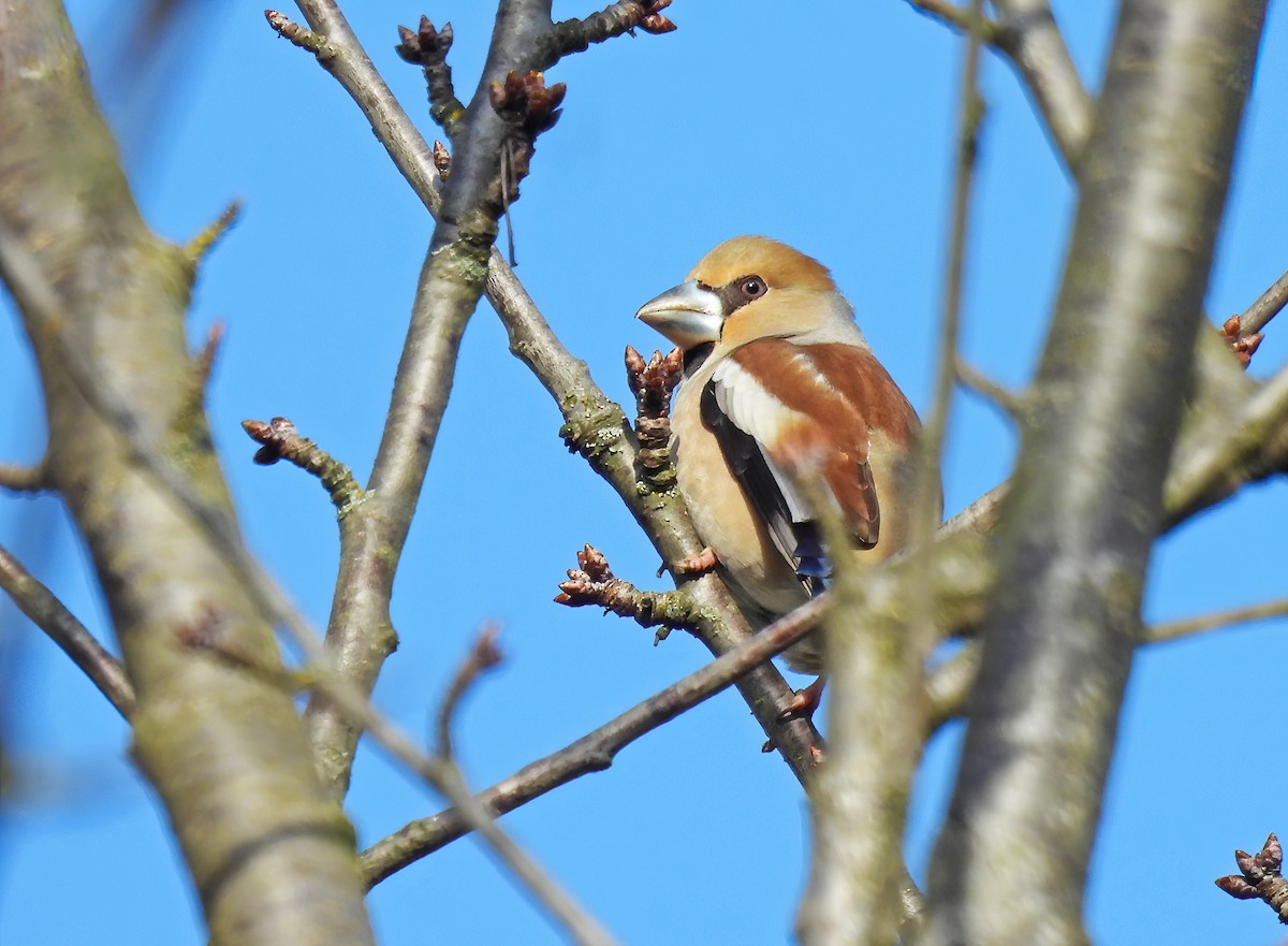 Hawfinch - ML631442230