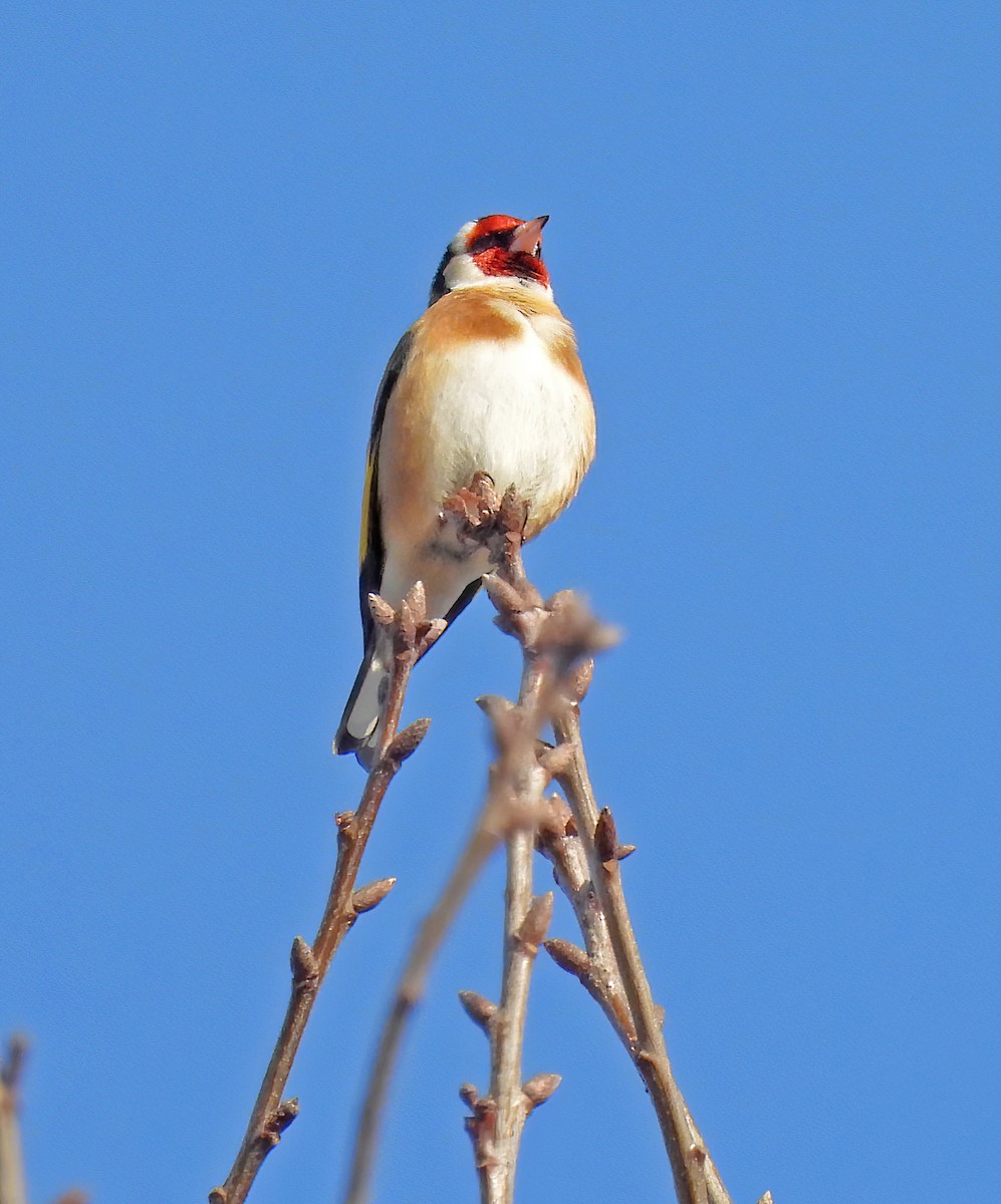 European Goldfinch - ML631442254