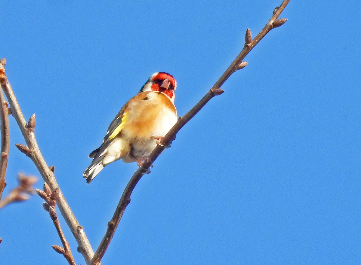 European Goldfinch - ML631442255