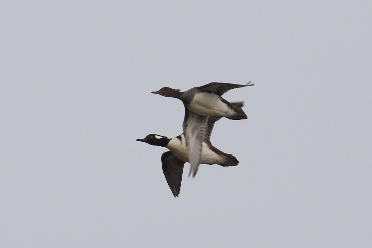 Hooded Merganser - ML631442342