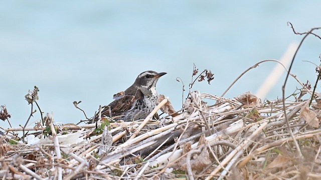 斑點鶇 - ML631442489