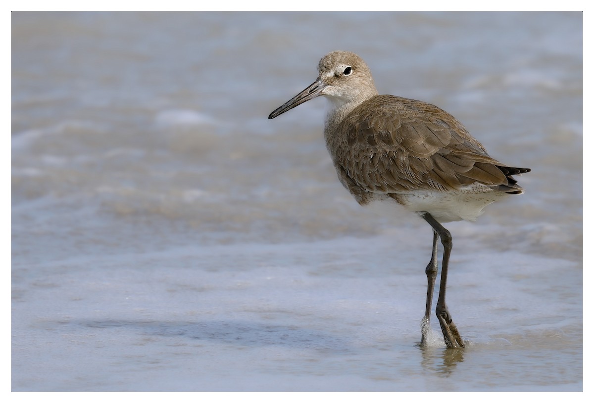 Willet - ML631442517